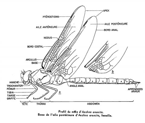 Pleins Feux Sur La Reproduction Des Libellules Minist Re Des For Ts