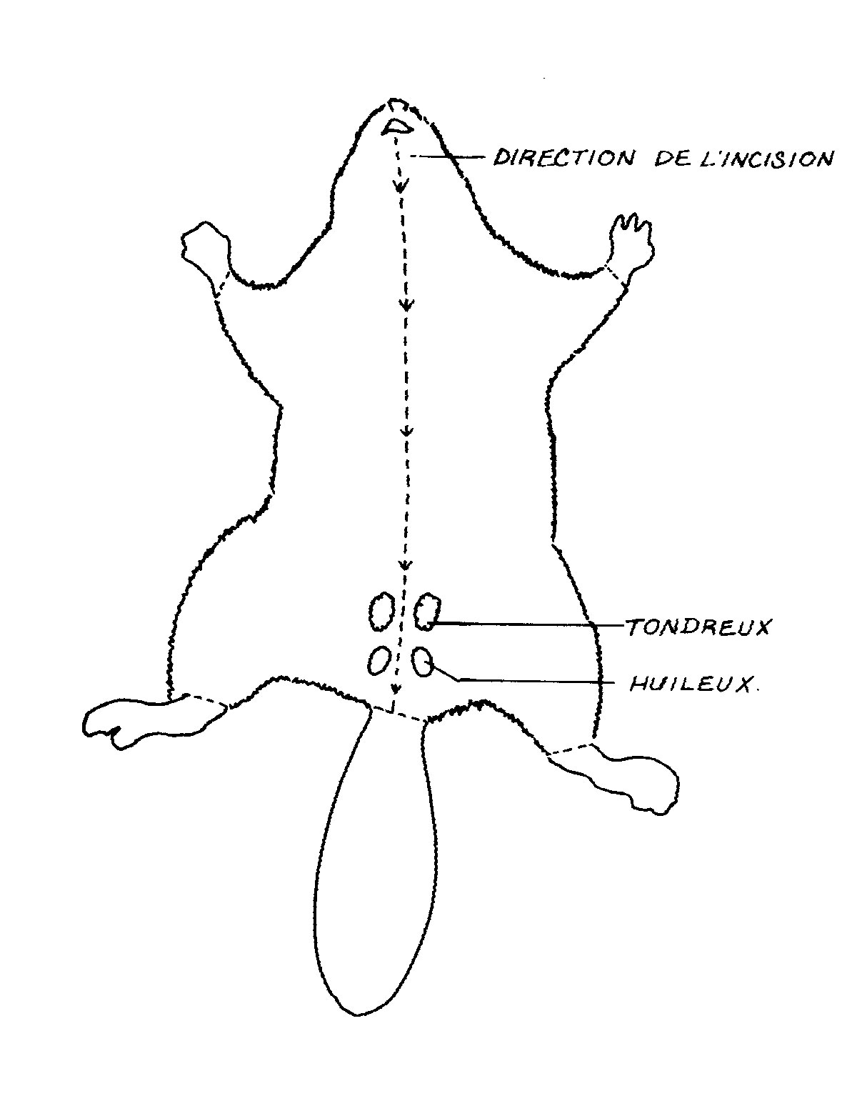 Localisation des glandes du castor du Canada. 