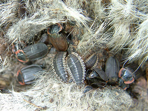 Insectes nécrophages qui s’alimentent sur un cadavre. 