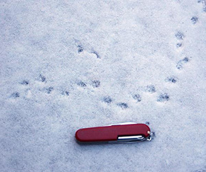 Empreintes dans la neige par une grande musaraigne.