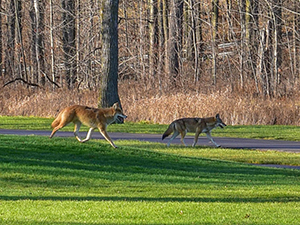 Coyotes dans un parc. 