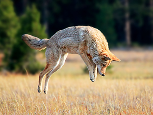 Coyote en train de chasser. 
