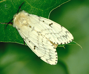 Spongieuse (Lymantria dispar).   