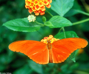 Papillon Flambeau (Dryas iulia). 