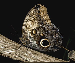 Papillon hibou (Caligo memnon). 
