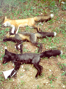 Différentes colorations du renard roux (Vulpes vulpes). 