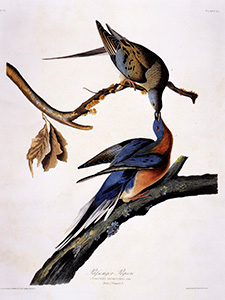 Toile représentant la tourte voyageuse réalisée par le peintre John James Audubon. 