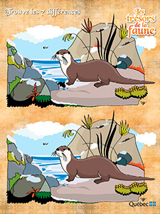 Jeu des 7 différences à imprimer: loutre de rivière.