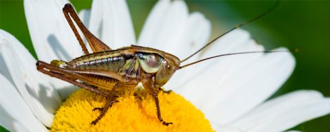 Pleins feux sur… le chant des insectes et la différence entre un ...
