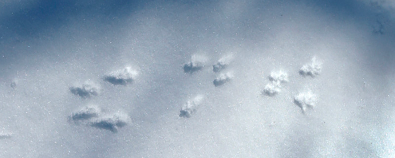 Sur la piste des traces d'animaux dans la neige 