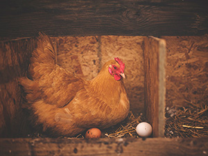 Une poule et ses œufs.