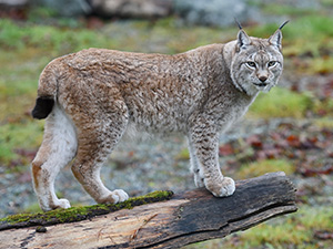 Lynx du Canada.  