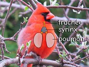 Le syrinx permet aux oiseaux de produire des son