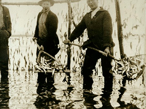 Des pêcheurs recueillent le capelan avec une salebarde dans une pêche à fascines à Saint-Irénée - Vers 1930.  