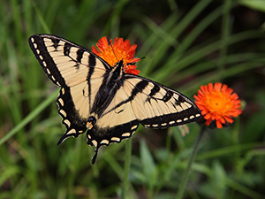 Papillon tigré du Canada.