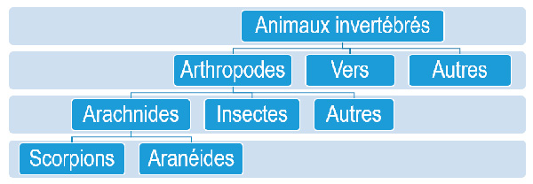 Insectes et autres invertébrés. 