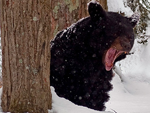 Ours noir au réveil