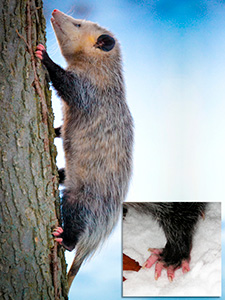 Opossum d'Amérique.