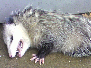 Opossum d'Amérique qui fait le mort.