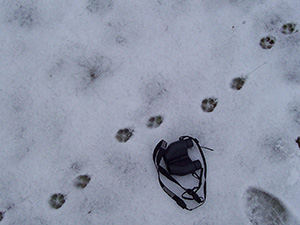 Comment reconnaître les traces d'animaux dans la neige ? — Chilowé - Média