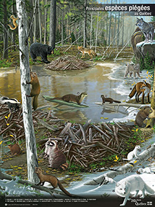 Affiche des principales espèces piégées au Québec. 