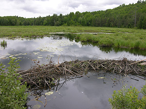 Habitat potentiel de la tortue mouchetée, un étang à castor. 