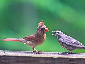 Jeune vacher à tête brune se faisant nourrir par un cardinal rouge femelle. 