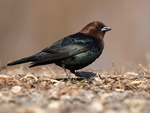 Vacher à tête brune.