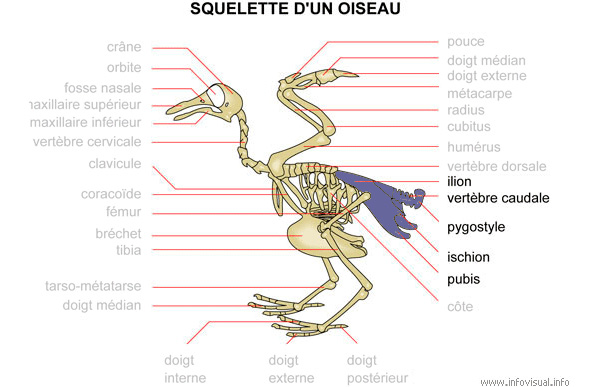 Squelette d’un oiseau – Os du bassin responsables de la forme de l’œuf. 