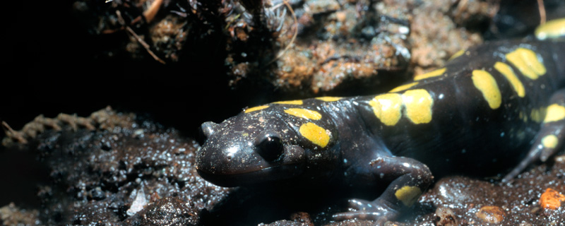Quel est le milieu de vie de la salamandre tachetée adulte ? - La Salamandre