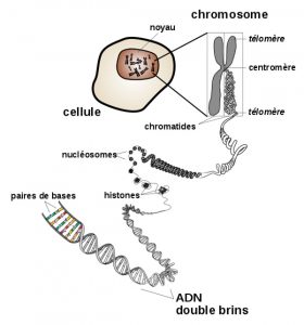 L'ADN regroupé en chromosomes dans le noyau des cellules. 