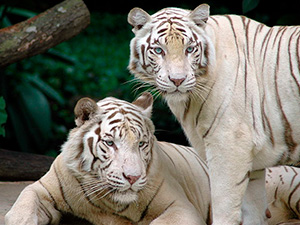 Tigres blancs atteints de leucisme et non d'albinisme. 