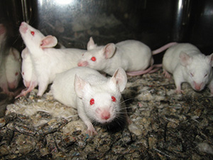 Les rats de laboratoire sont des rats surmulots albinos. 