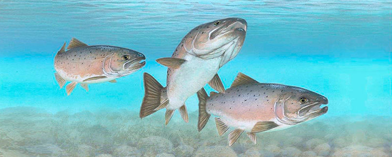 Espèces de poissons - Pêche au Québec - Sépaq