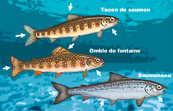 Différences entre le tacon de saumon, l’omble de fontaine et le saumoneau.