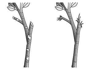 Croquis d’une branche broutée par un lièvre (À gauche).  