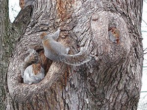 Quatre écureuils gris utilisent un tronc d'arbre creux