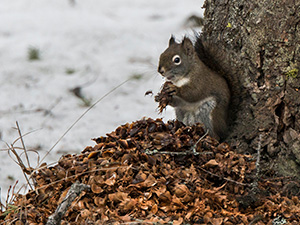 Les provisions de l'écureuil : comment sait-il où sont cachées ses