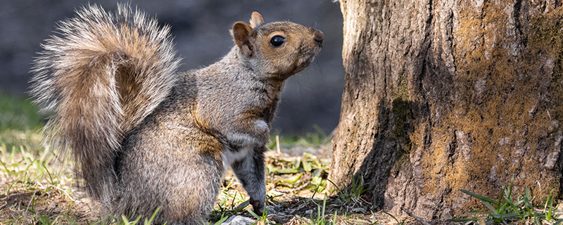 Découvrez comment vivent les écureuils roux en hiver 