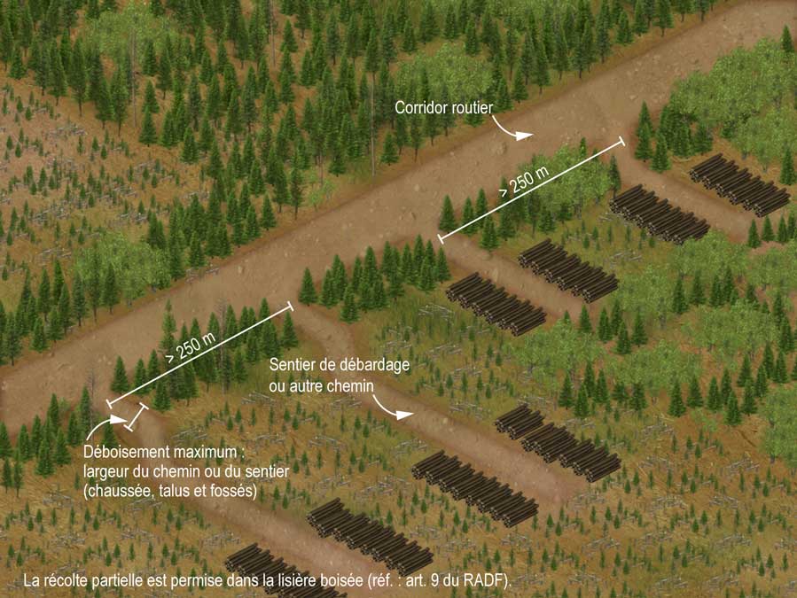 Espacement des sentiers de débardage (ou autres chemins) dans la lisière boisée conservée le long de certains chemins