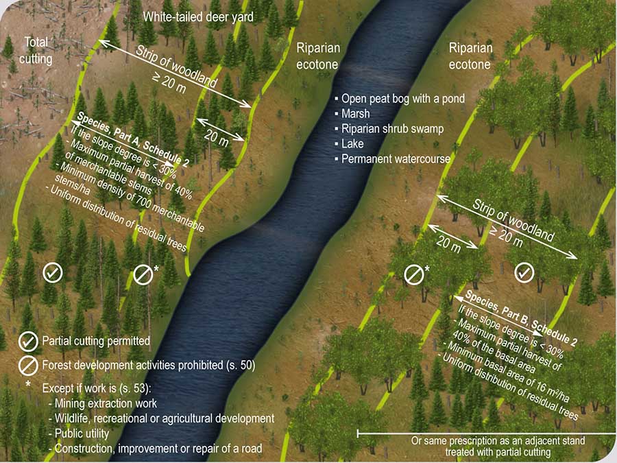 Rules governing forest development activities in the strip of woodland alongside a wetland or aquatic environment located in a white-tailed deer yard