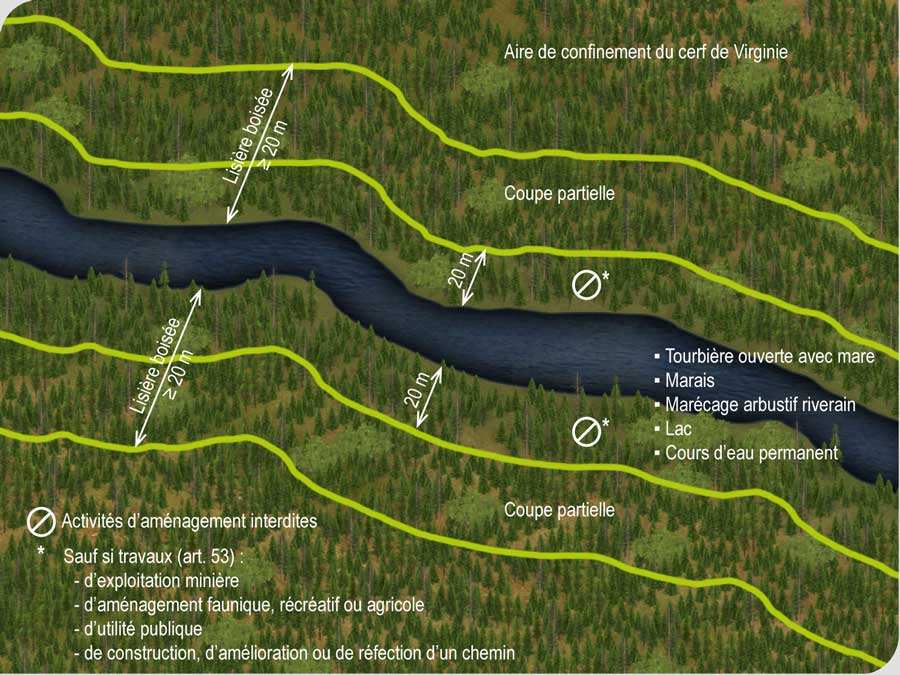 Règles qui régissent les activités d’aménagement forestier dans la lisière boisée conservée en bordure d’un milieu humide ou aquatique situé dans une aire de confinement du cerf de Virginie