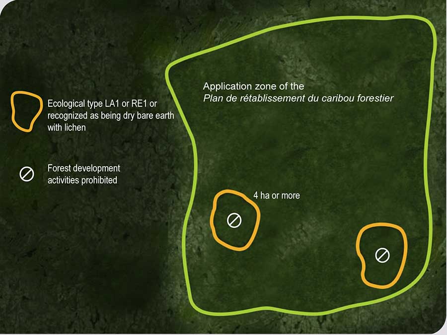 Rules governing forest development activities in the application zone of the Plan de rétablissement du caribou forestier, écotype forestier