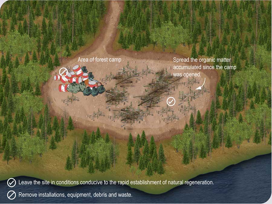 Restoration of the area of a forest camp after use