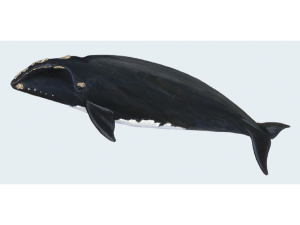 Baleine noire.