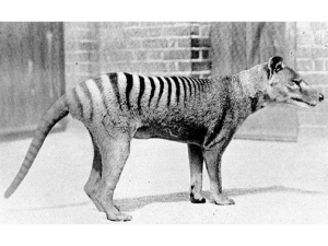 Thylacine. 