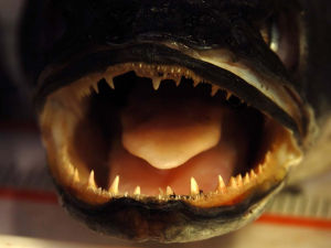 Bouche du poisson à tête de serpent d'Indonésie trouvé en bordure de la rivière Saint-Charles, près de Québec.