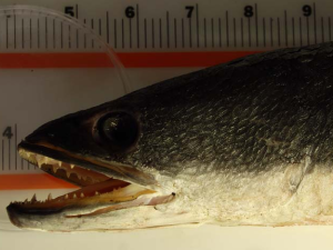 Tête du poisson à tête de serpent d'Indonésie trouvé en bordure de la rivière Saint-Charles, près de Québec. 