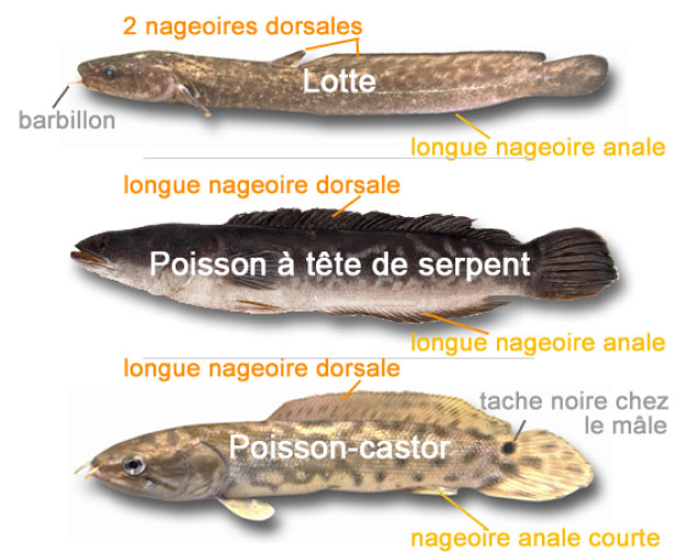 Comment distinguer le poisson à tête de serpent de la lotte et du poisson-castor.