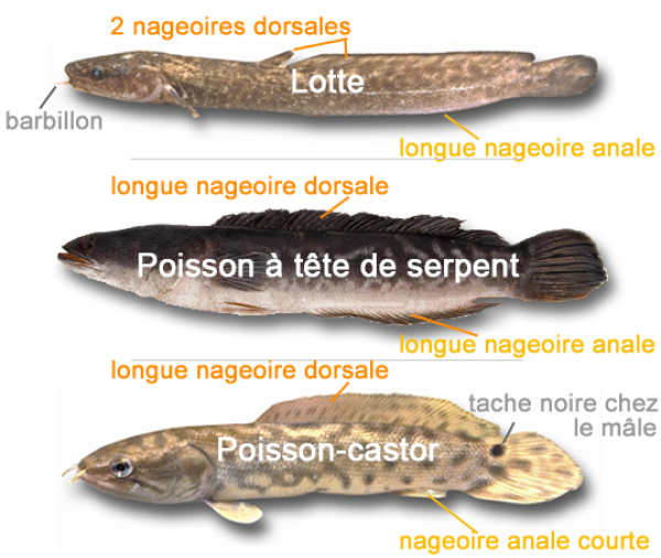 Comment distinguer le poisson à tête de serpent de la lotte et du poisson-castor.
